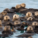 otterpuppies avatar