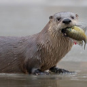 otters-are-smol-dinosaurs avatar