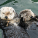 otters-holding-hands avatar