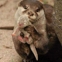 otters-posts avatar