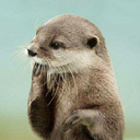 ottersauxillary avatar