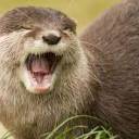 ottertooferswriting avatar