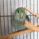 otto-birb avatar