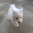 ottomanempire avatar