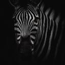 ouhmysilverbone-blog avatar