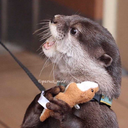 our-a-m-s-o-l-y avatar