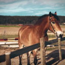 our-equine-friends avatar