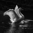 our-lady-of-cain avatar