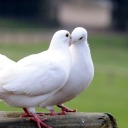 ouranicadoration avatar