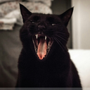 ourblackkcat avatar