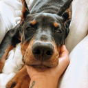 ourbluedinosaurcollection avatar