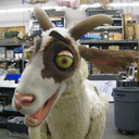 ourdailygoat-blog avatar