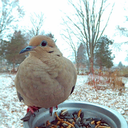 ourfriendsthebirds avatar