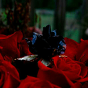 ourloveislight avatar