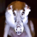 ouroborzoi avatar