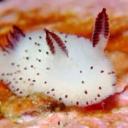 ouroeatsclouds avatar