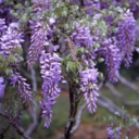 out-sprout-and-about avatar