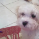 outdated-cakes avatar