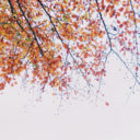 outdoor-vibess avatar