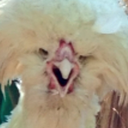 outerspacelizards avatar