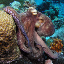 outspokenoctopus avatar