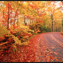 over-on-maple-street avatar