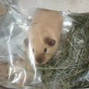 overkoalified avatar