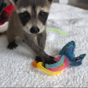 overlydelicate avatar