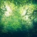 overmorrowpine avatar