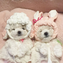 overprotectivesuggestion avatar