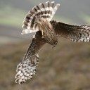 overthemountains avatar