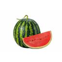 ovulatingwatermelon avatar