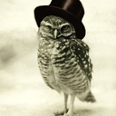 owl-in-a-top-hat avatar