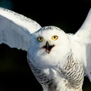 owl-screeches avatar