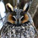 owlbean avatar
