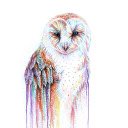 owlbehere avatar