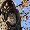 owlinanoaktree avatar