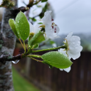 owlish-decisions avatar