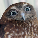 owls-are-awesome avatar