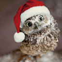 owls-in-sweaters avatar