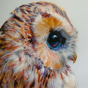 owls-stardust-nest avatar