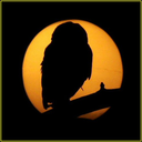 owlswall-blog avatar