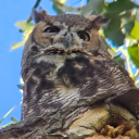 owlthatisnotgold avatar