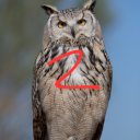 owltwo avatar