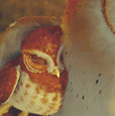 owly-nest avatar