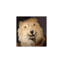 owneralphasadist avatar