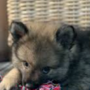 ownerplayfriendpet avatar