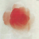 oyasumifunfun avatar