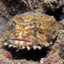 oystertoadfish avatar