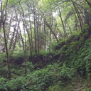 ozarksappalachia avatar